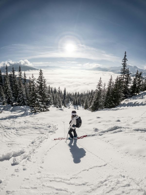local skier on a  sunny and snowy slope with pine trees