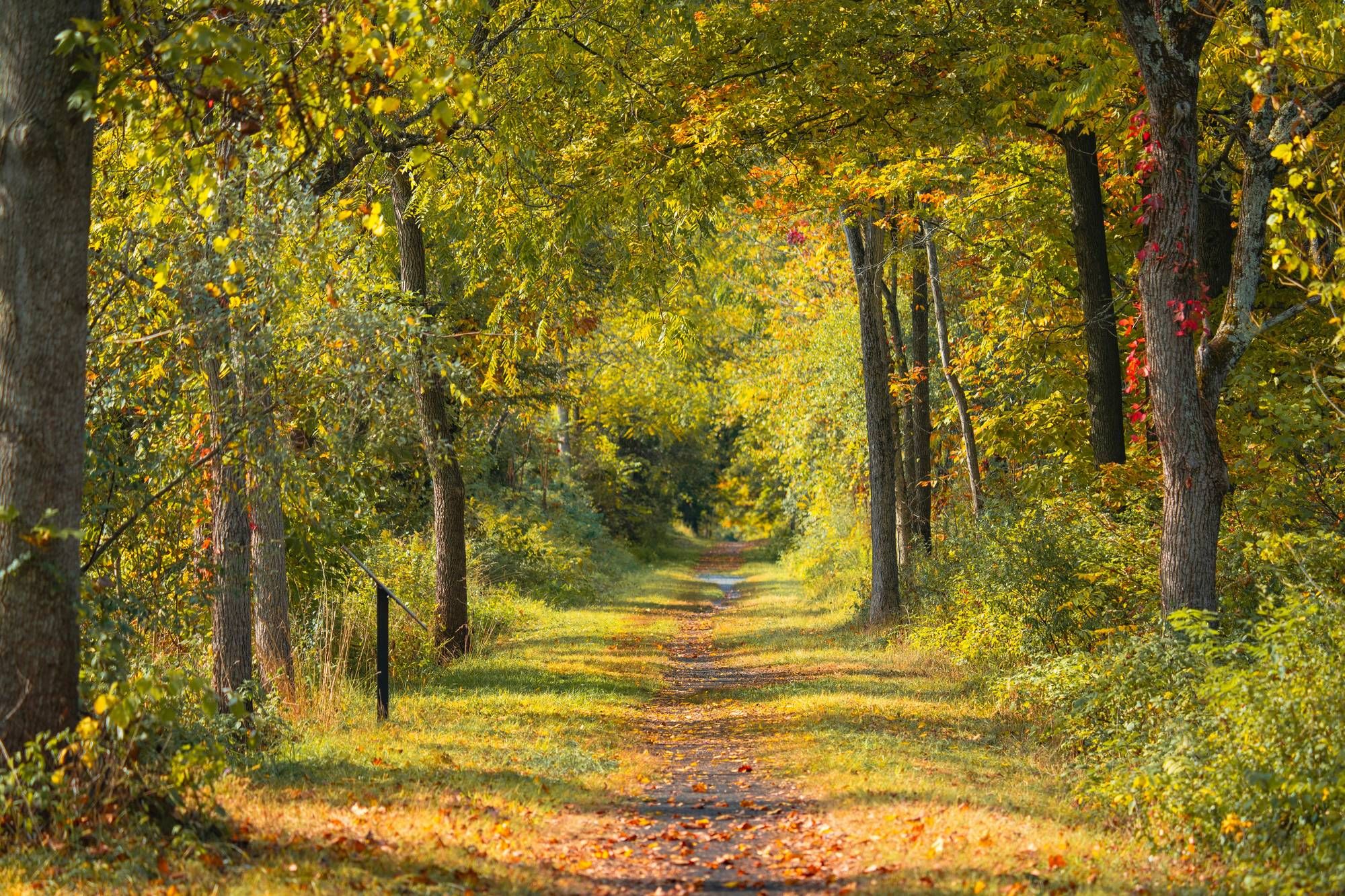 A serene forest path in autumn, lined with trees displaying green and hints of orange leaves near Mountain Crest Reserve.